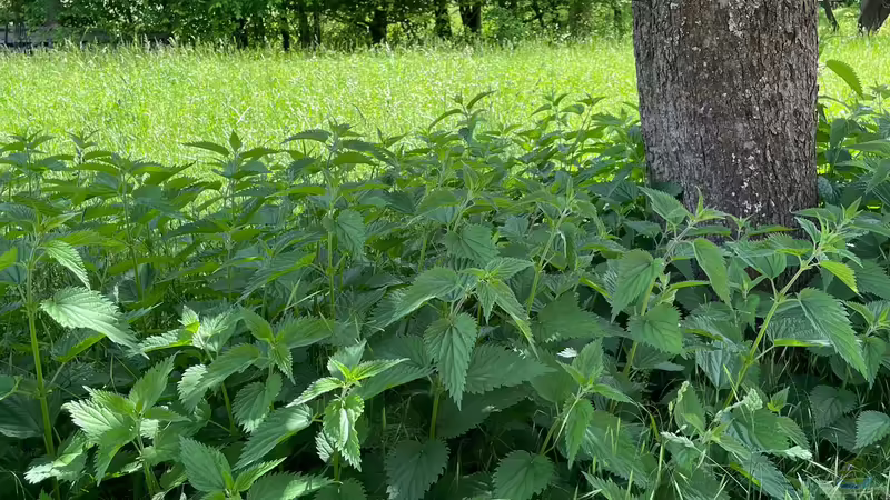 Die Brennnessel - Unkraut oder Nutzpflanze?