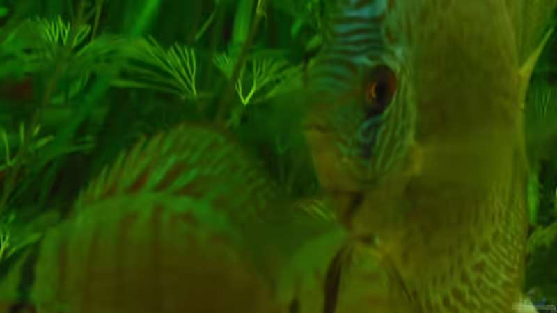 Die Brillianten noch im alten Becken. von nemo0109 (33)