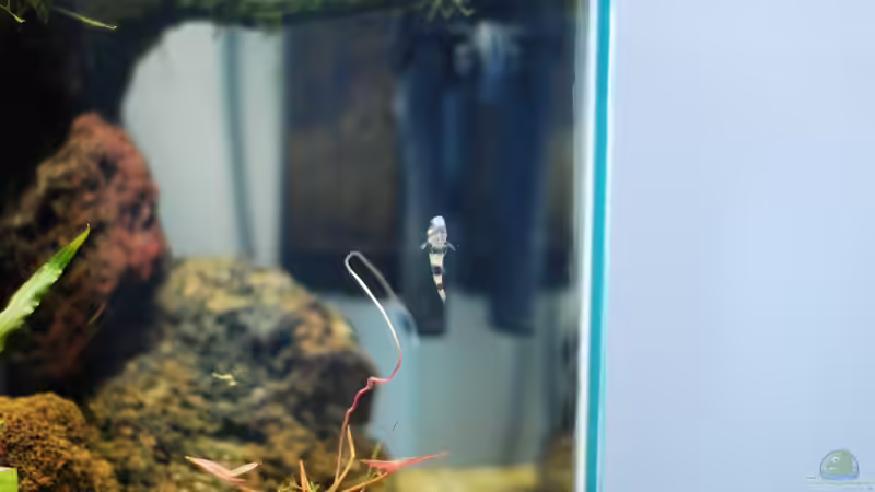 Die Bumblebees nutzen ihre Ventrale (Bauchflosse) als eine Art Saugnapf, um sich von TimTamTellerlein (29)