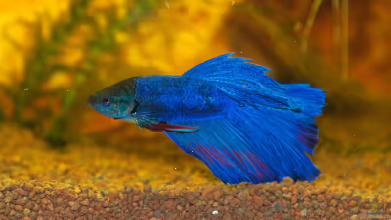 Die buntesten Zierfische für dein Aquarium