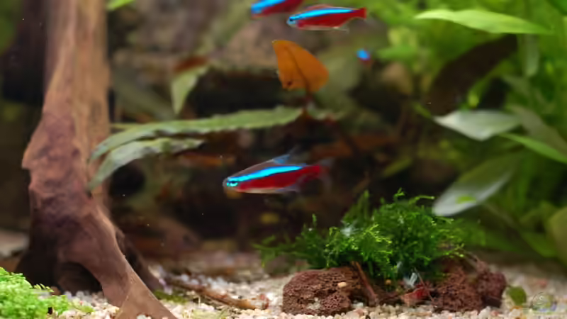 Die Catappa Blätter finden so langsam Anklang bei den Garnelen. von Voyagerz (19)