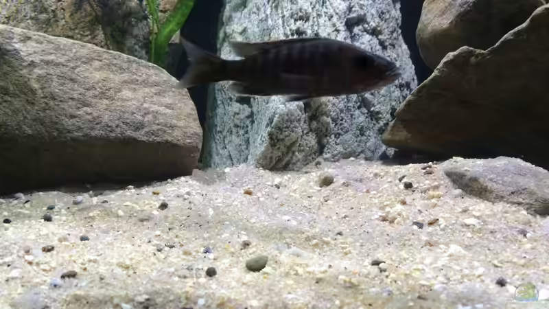 Die Cheffin ;) von Branjo (32)