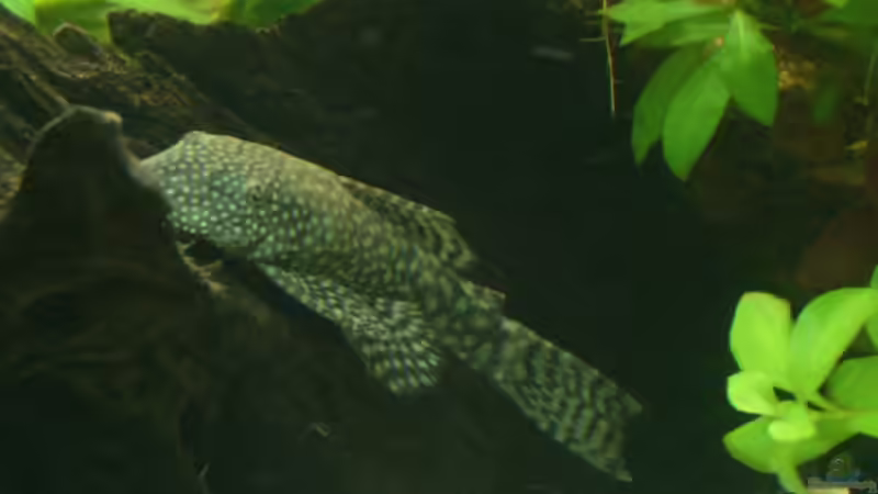 Die Chefin im Becken  von Nico (50)