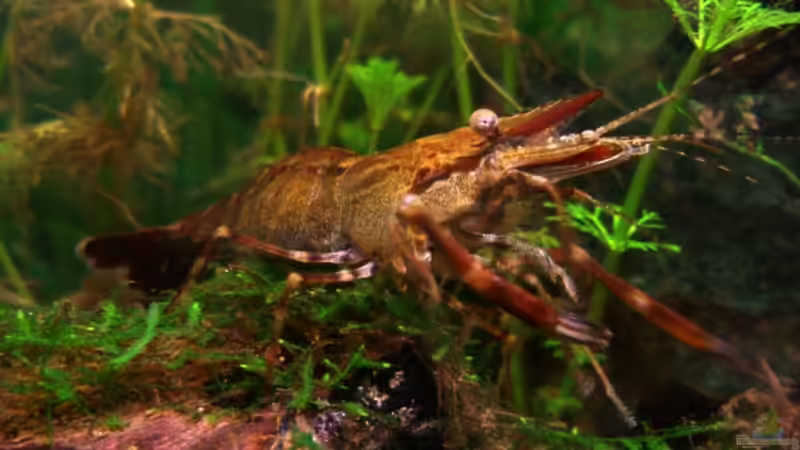 Die Chefin!! von aetti (10)