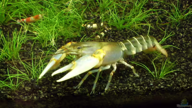 Die Cheraxdame Berta Cherax peknyi von Socke (5)