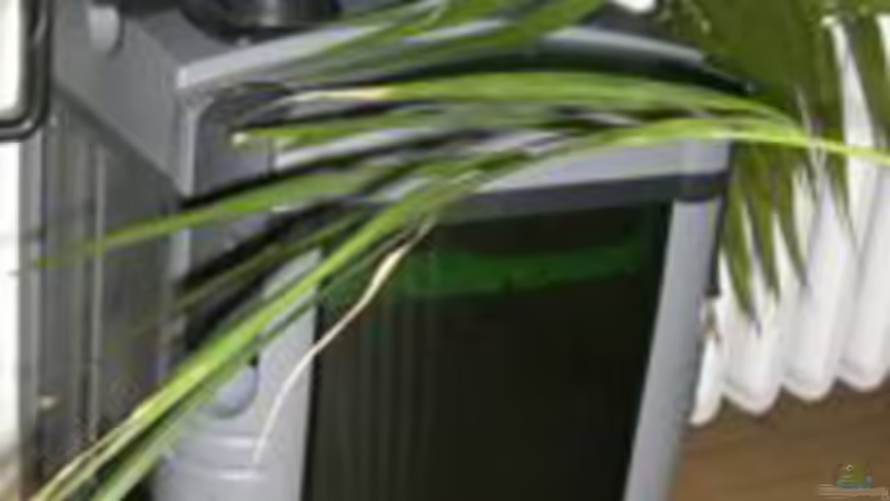 Die chinesische Reinigungskraft von Dr. Dr. Kliem (7)