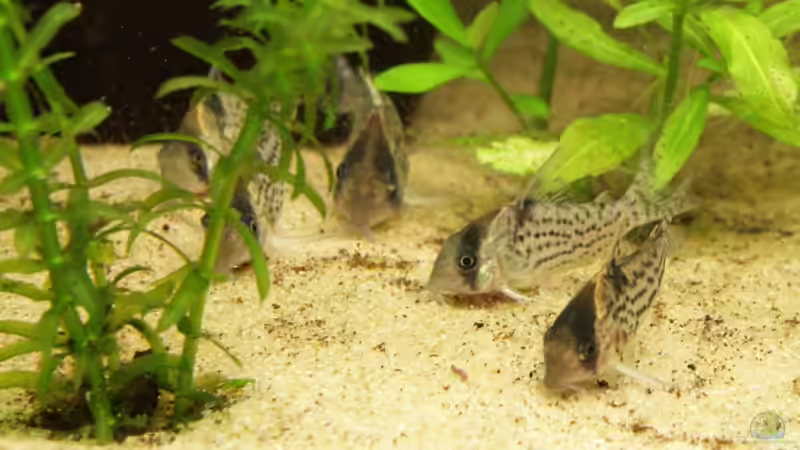 Die Corydoras schwartzii auf Futtersuche von dare79 (2)