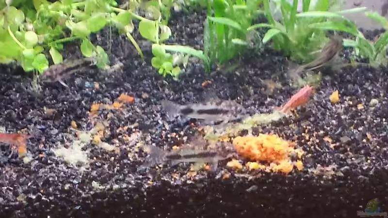 Die Corys sind sehr schwer zu fotografieren ;-) .... ich hoffe auf bessere Bilder von Medusa7 (13)