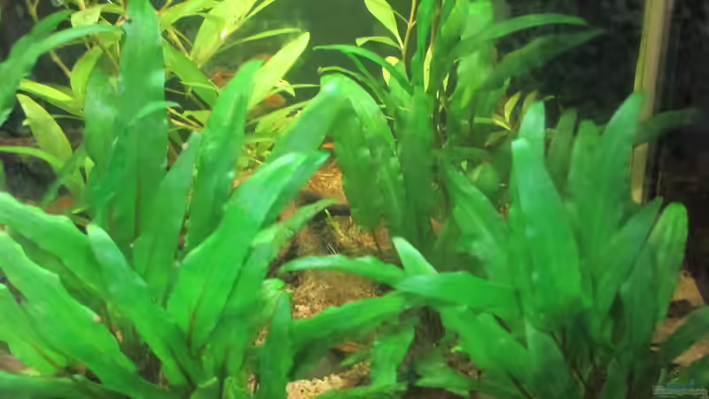 Die Cryptocorinen wachsen einfach am besten von okefenokee (55)