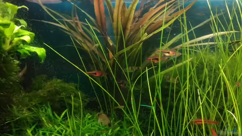 Cryptocoryne albida im Aquarium pflegen (Einrichtungsbeispiele für Weißlicher Wasserkelch)