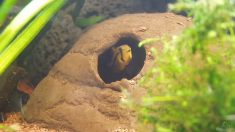 Die Dame des Hauses- Mrs. A. cacatuoides