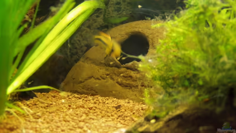 Die Dame des Hauses bei der Brutpflege (A. Cacatuoides) von Milehigh H (12)