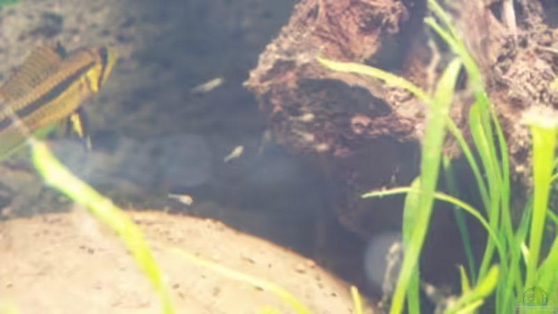 Die Dame des Hauses bei der Brutpflege von Milehigh H (17)