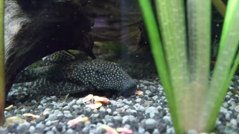 Die Dame des Hauses von Stephan Groß (35)