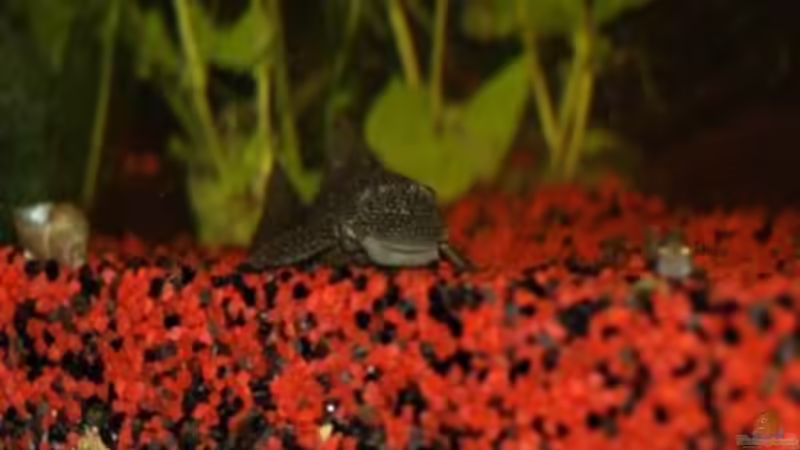 Die Dame des Hauses von Thomas Bachl (3)