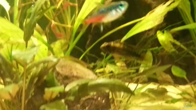 Die Dame des Hauses von Zohan (22)