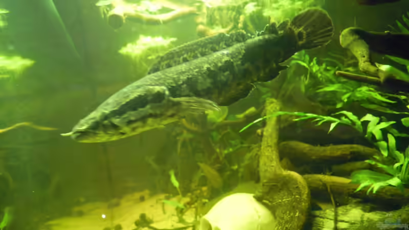 Die Dame von Metamorphois (9)