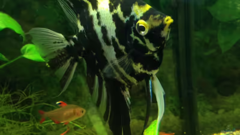 Die Dame von Muschelherz (31)