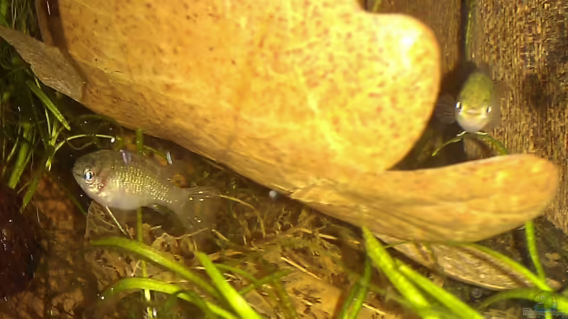 Die Damen sind etwas schüchterner von TinaMarie (20)