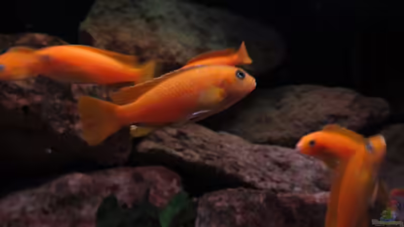 die Damen von aquamika (33)