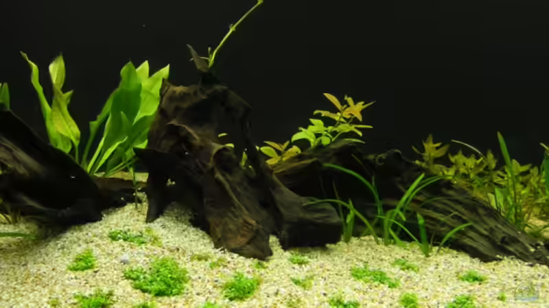 Die Deko ;-) von Rob86 (15)