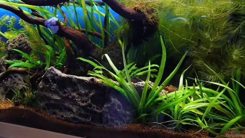 Die dicht bewachsene rechte Seite von bergfrau (16)