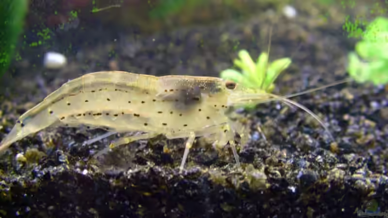 Die dicke Amano von Molle (6)