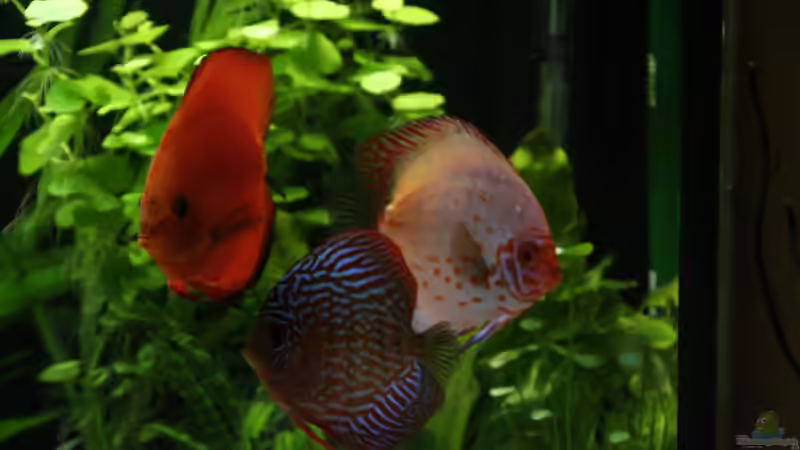 Die Disken von Thomas Brandt (15)