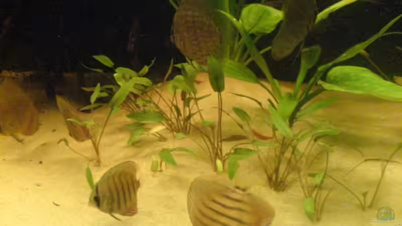 Die Diskus beim fressen von Patrick Gauseweg (11)