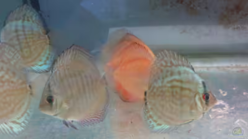 die Diskus noch im Aufwachsbecken  von wasserspaß (23)