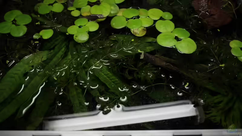 die Draufsicht von die Perle... (9)