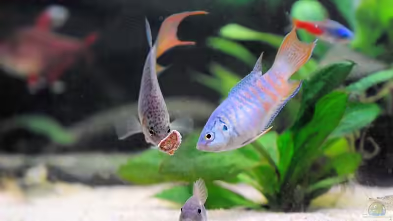 Die Drei. Makropoden Pärchen mit Metallpanzerwels. von WSS (24)