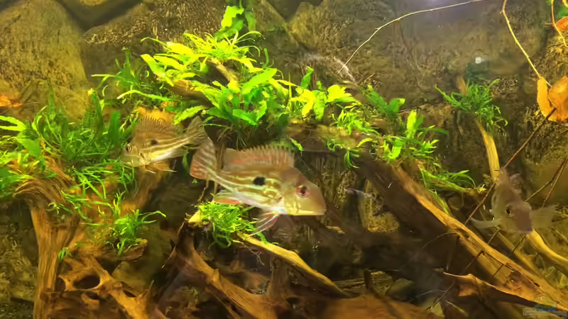 Die drei Geophagus von Jonas B. (41)