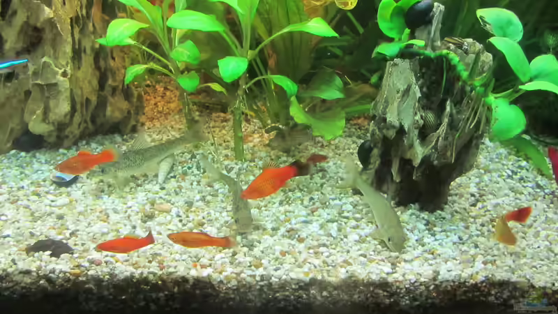 Die drei Glimmerlabeos oder auch indische Algenfresser genannt von Mofafi-Liebhaber (87)