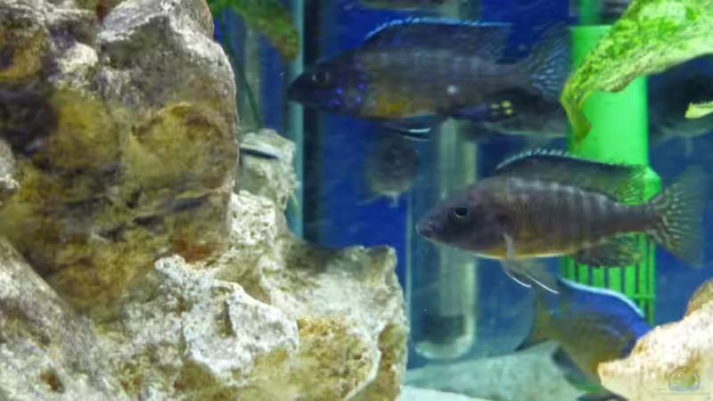 Die drei Männchen von DER YBBSTALER (25)