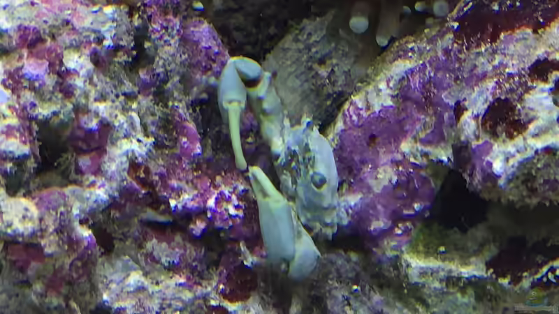 Die Dreieckskrabbe von Embasch (23)