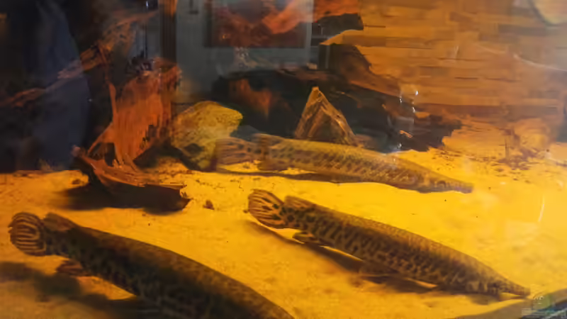 Die Dreiertruppe Lepisosteus oculatus vollzählig angetreten :D von Kenno (15)