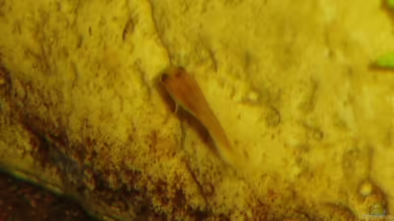 Die dritte Generation. Vermutlich 1 Woche junges Weibchen (~ 0,5 cm) von Aquaristricks (11)