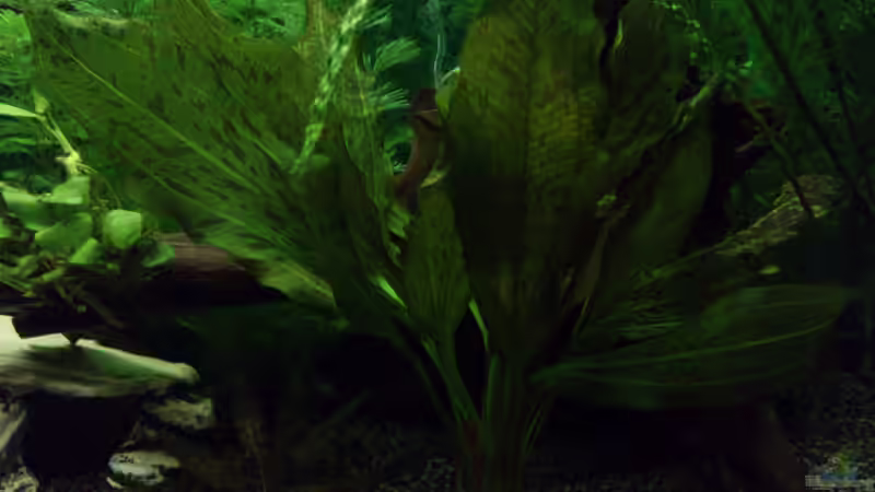 Die dritte Wurzel hinter der Pflanze ^^ von Stephan Groß (17)