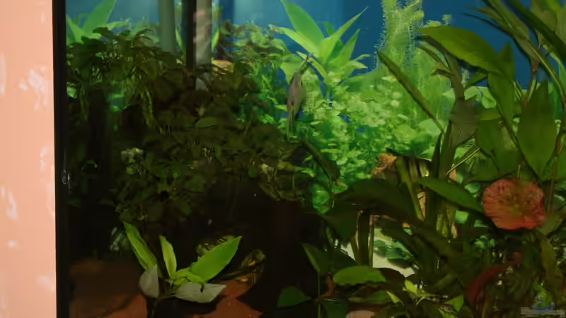 die dritte Wurzel mit Anubias nana als Aufsatzpflanze von Hollyday (7)