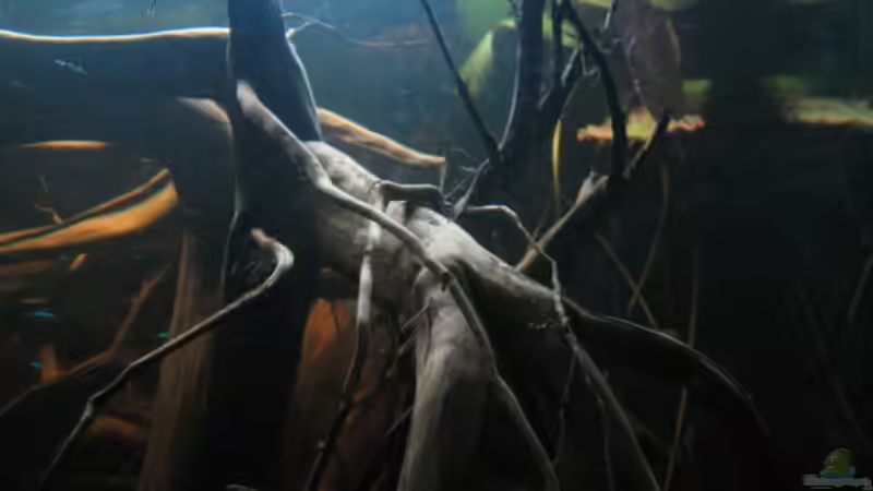 Die düstere Schwarzwasser Stimmung spiegelt auch dieses Foto gut wieder von Alex S (20)