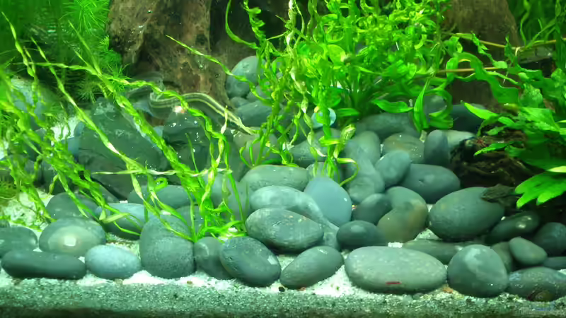 Die E. vesuvius hat sich schön fortgepflanzt von Fuujida (13)