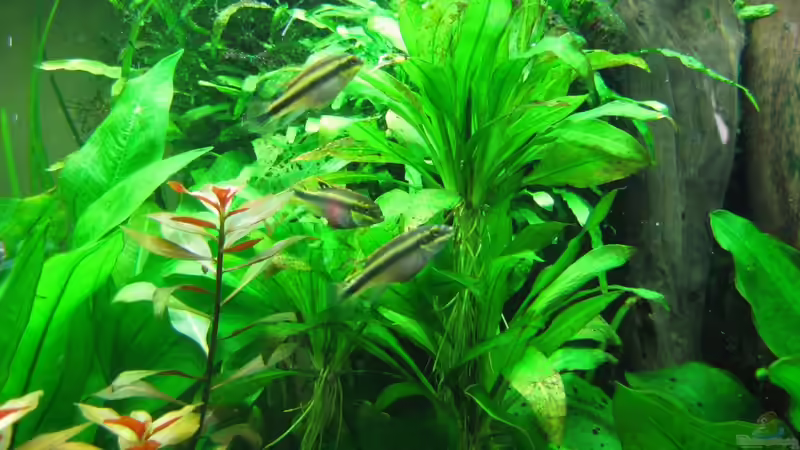 Die Echinodoren-Ableger werden inspiziert. Die Mutterpflanzen verschenke ich nach von Rheinländer (18)