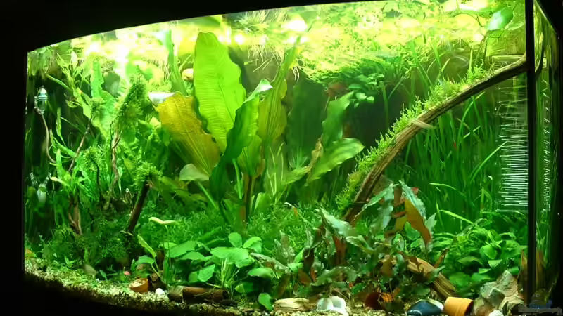 die Echinodorus barthii ist etwas gewachsen.... von Herzilein (18)