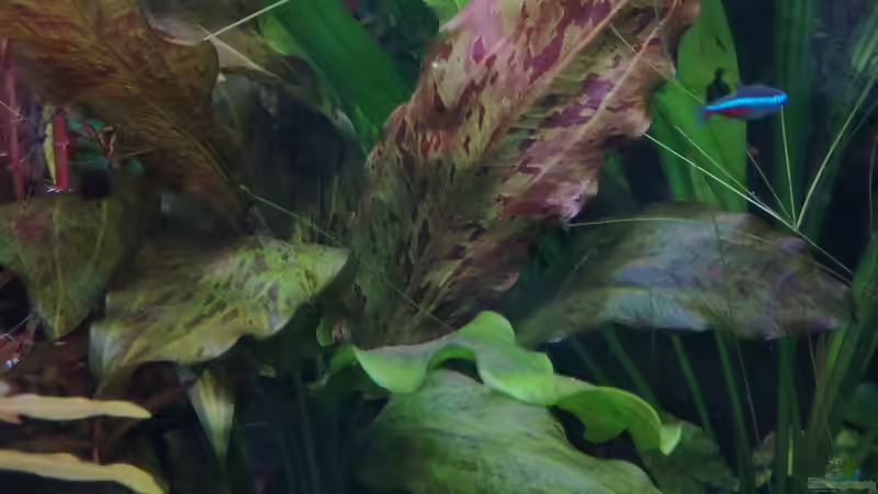 Die Echinodorus Ozelot zeigt endlich ihre eigentliche Färbung von Lance Hardwood (26)