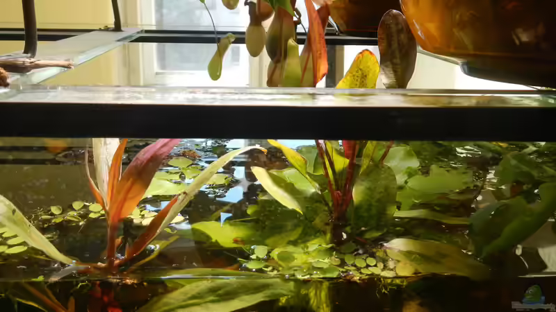 Die Echinodorus wächst über die Wasseroberfläche. von miv (15)