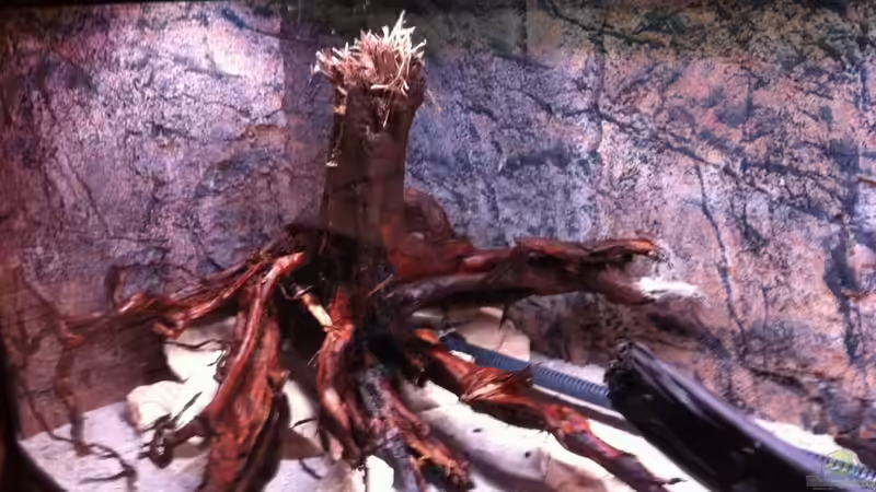 Die Ecke des linken Schenkels von GGuardiaNN (57)