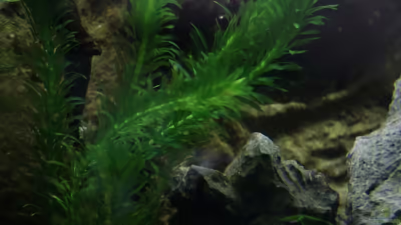 die Egeria von Falk (9)