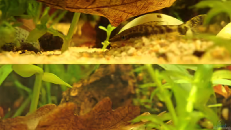 Die Eichen- und Buchenblätter werden als Verstecke genutzt von Aquilegia (8)