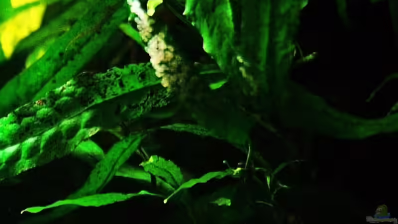 Die Eier am Blatt vom Javafarn von Grobi (45)